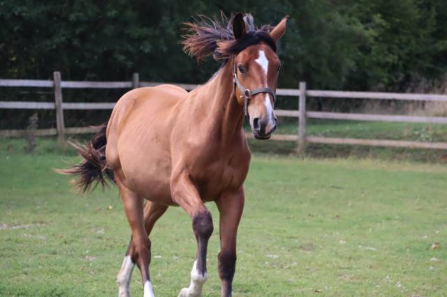 Poulain de sport/loisirs