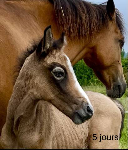 Prométhée d’hellebore . connemara part bred. pp