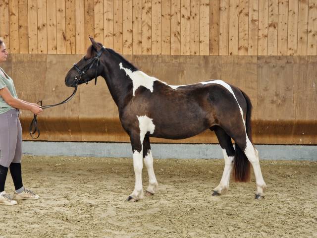 Poney pottock 4 ans