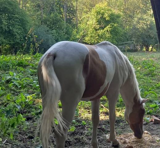 Poulain pie palomino de 2024