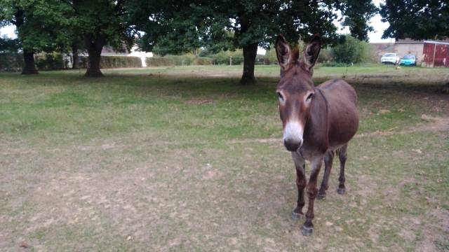 Anes a vendre par paire