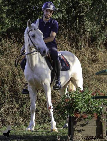 Hongre welsh part bred palomino né en 2022