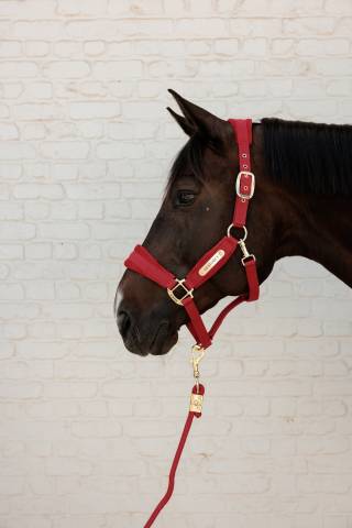 Licol Velvet Rouge - Kentucky - Détails en velours