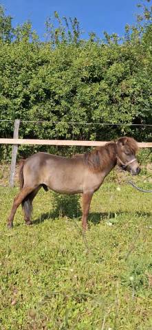 Mini cheval mini poney