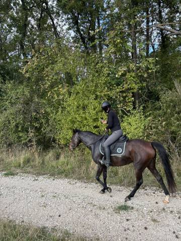 Jolie jument anglo arabe