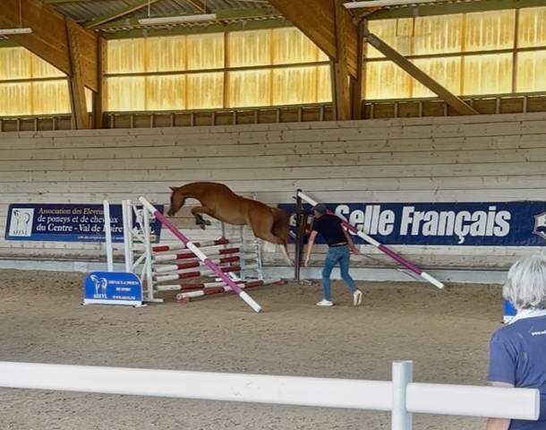 Ponette français de selle, femelle de 2 ans