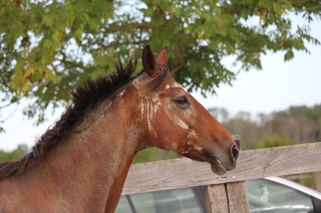 Confiage avec option de don - jument de loisir