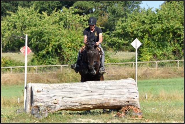 Poney de sport