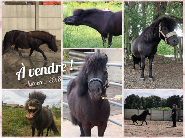 Jument oc de 2018