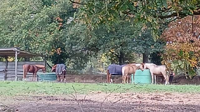 Pension équine - equiponatura - 35230 orgeres