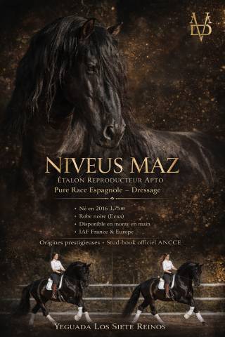 Niveus maz : etalon pure race espagnole noir pour saillies