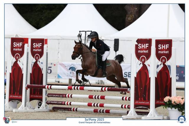 Poney b à vendre