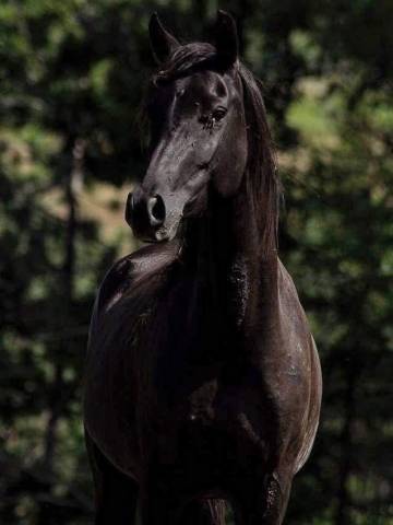 Ponette maxi d - poulinière