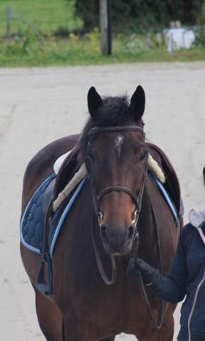 Beau petit cheval de sport sbs à vendre - 5 ans