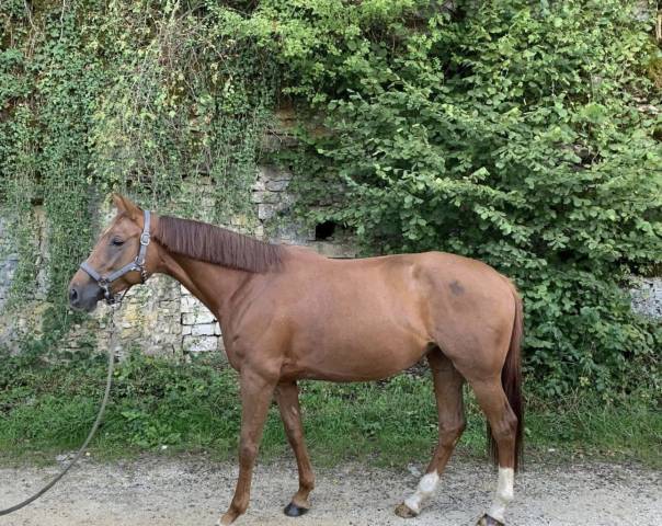 Jument de 5 ans