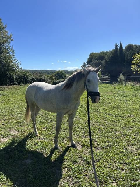 Poulain camargue onc