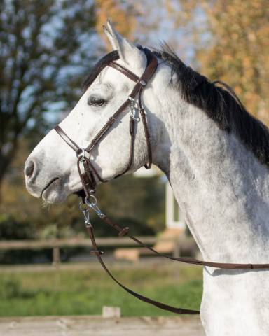 Bridon sans mors anatomique Ceto - QHP - Cuir doux