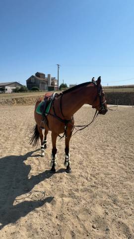 Recherche demi pension