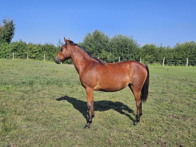 Ponette new forest pp 16 mois