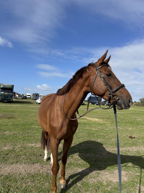 Jeune cheval à vendre (cso, cce)