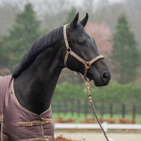 Licol et longe Deluxe - HORKA - Rembourré en mesh