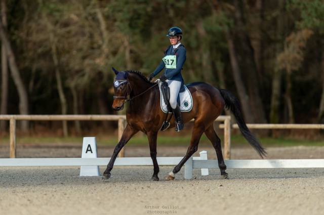Travail du cheval - gardiennage d'écurie