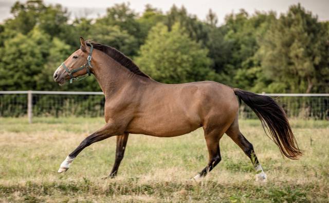 Jument pure race espagnole