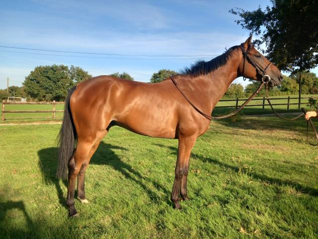 Aqps 4 ans place en haie a louer