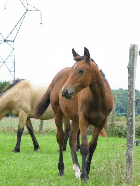  pouliche drp x pfs – 2025 – grand modèle -