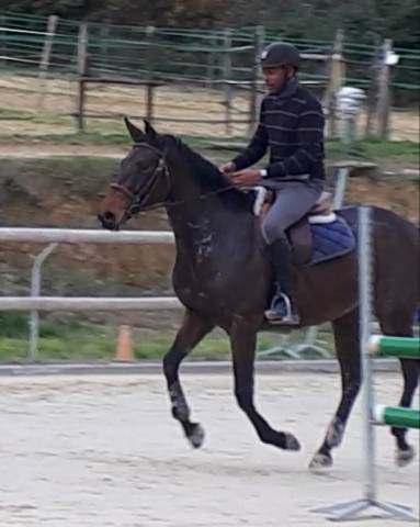 Demi-pension cheval