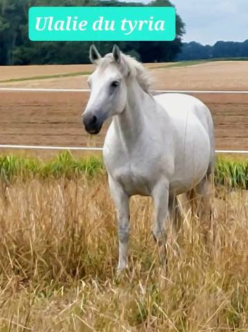 Poulinière connemara