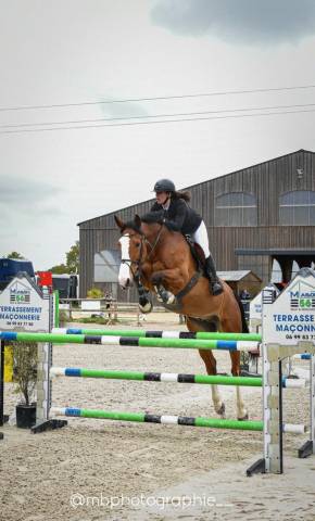 Cheval cso