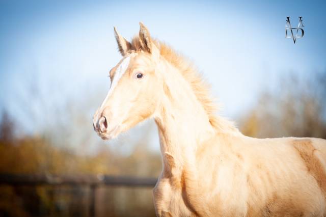 Rare : poulain pure race espagnole double perle