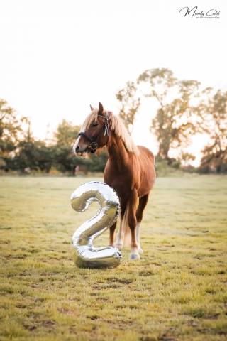 Poney à vendre ou à louer