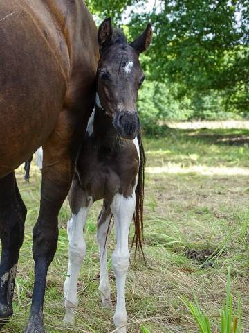 Poulain paint horse