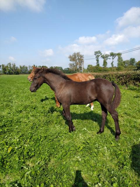 Poulain frison x dsa .