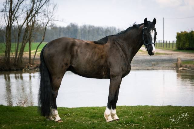 Hongre  noir kwpn