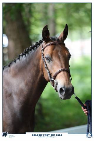 Ponette pfs