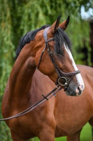 Poulinière gestante de 10 ans