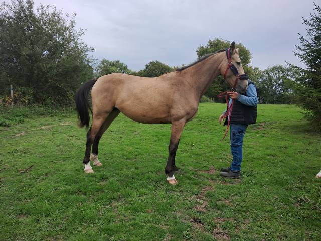 Jument 4 ans isabelle