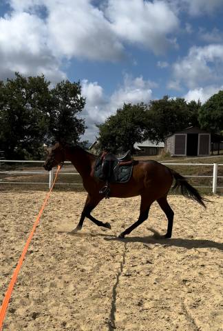 Jument ps 4 ans assurance vie