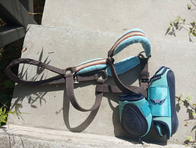 Guêtres + protèges boulet (licol offert)