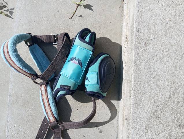 Guêtres + protèges boulet (licol offert)