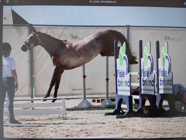 Jument 3 ans mylord x baloubet