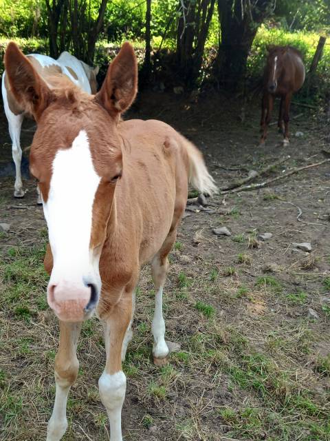 1 pouliche alzane et 1 poulain palomino  de 2025!!!!