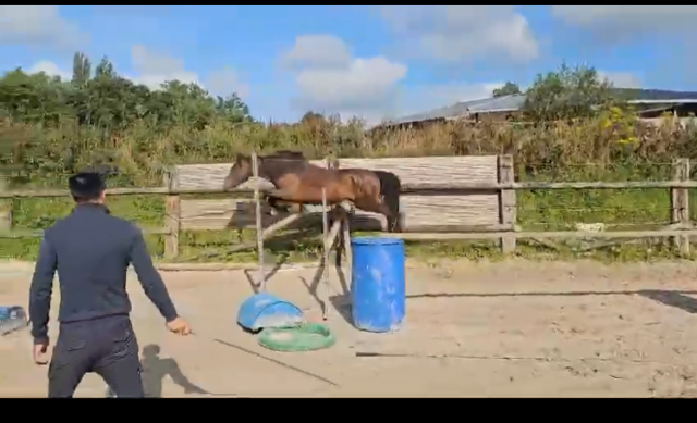Hongre connemara de 4 ans