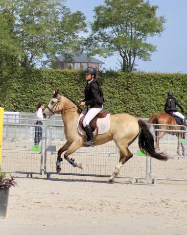 à louer - jument isabelle de 13ans 