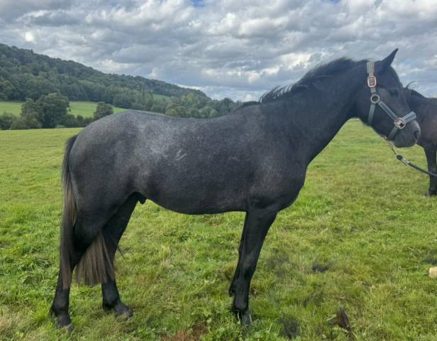 Connemara male 2ans top origine