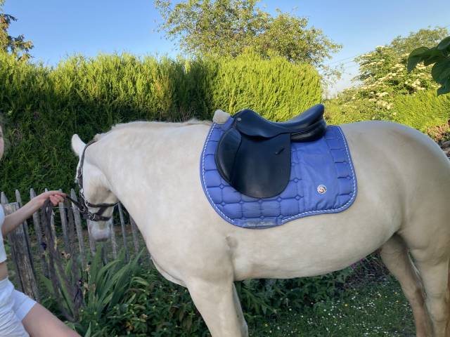 Selle enfant obstacle Michael Whittaker – 15 pouces