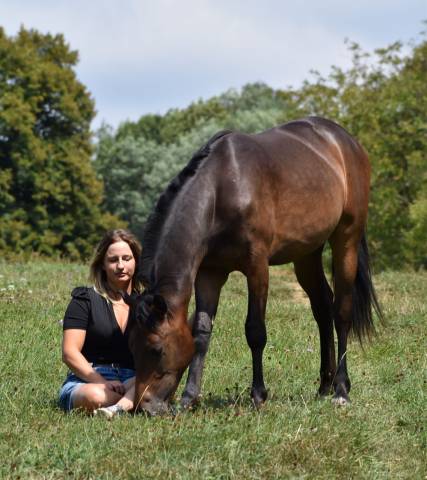 Hongre 2024 pp new forest taille d